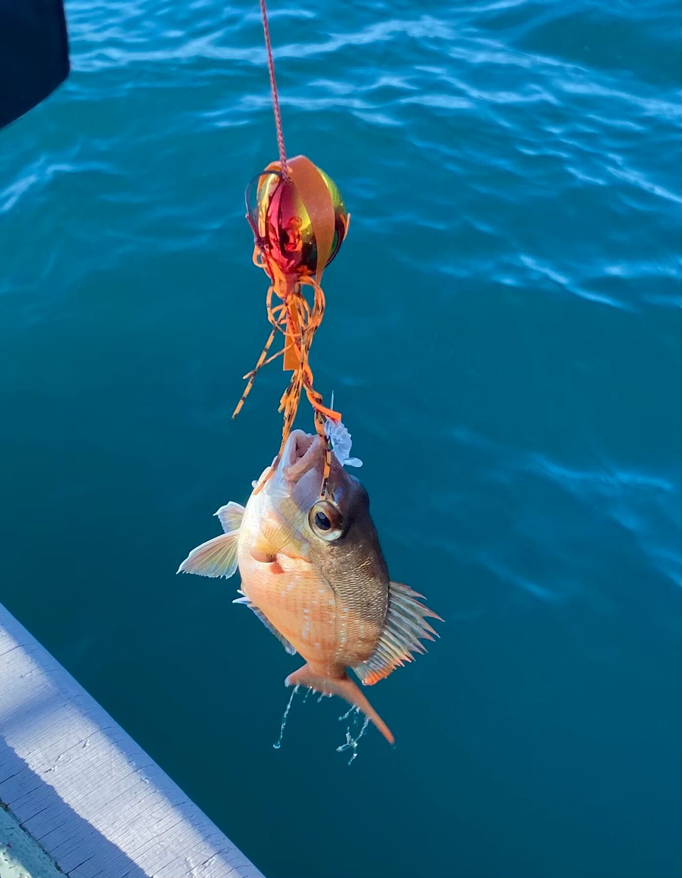 船釣りを始めたい方必見！お手軽な釣り「タイラバ」 | どらぶろぐ